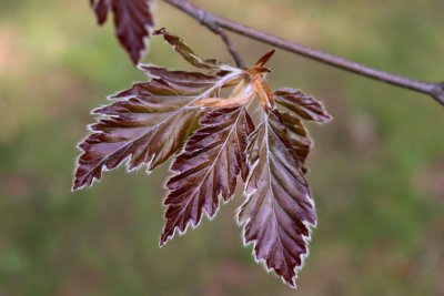 Fagus sylvatica 'Rohanii' - buk lesní - list jaro (22)